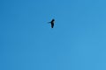 Common nighthawk gliding and feeding in the sky