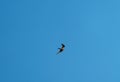 Common nighthawk gliding and feeding in the sky