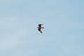 Common nighthawk gliding and feeding in the sky