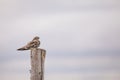 Common nighthawk