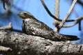 Common Nighthawk Perched on a Branch Royalty Free Stock Photo