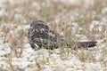 Common Nighthawk Perched on Ground - Texas