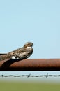 Common Nighthawk