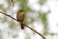 Common Nightingale - Luscinia megarhynchos also known as rufous nightingale, small passerine brown bird best known for its