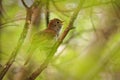 Common Nightingale - Luscinia megarhynchos also known as rufous nightingale, small passerine brown bird best known for its