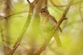 Common Nightingale - Luscinia megarhynchos also known as rufous nightingale, small passerine brown bird best known for its