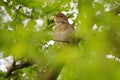 Common Nightingale - Luscinia megarhynchos also known as rufous nightingale, small passerine brown bird best known for its