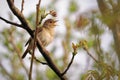 Common Nightingale - Luscinia megarhynchos also known as rufous nightingale, small passerine brown bird best known for its