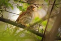 Common Nightingale - Luscinia megarhynchos also known as rufous nightingale, small passerine brown bird best known for its