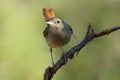 Common Nightingale,(Luscinia megarhynchos) Royalty Free Stock Photo
