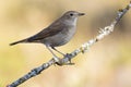 Common Nightingale,Luscinia megarhynchos, perched on a branch Royalty Free Stock Photo