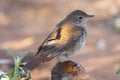 Common Nightingale perched on top of a stone