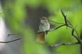 Common Nightingale perched in a tree in a city park in Berlin Germany. Royalty Free Stock Photo