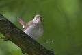 Common Nightingale perched in a tree in a city park in Berlin Germany. Royalty Free Stock Photo