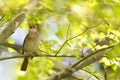 Common Nightingale perched in a tree singing loud in a city park in Berlin Germany. Royalty Free Stock Photo