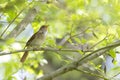 Common Nightingale perched in a tree singing loud in a city park in Berlin Germany. Royalty Free Stock Photo