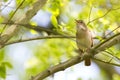 Common Nightingale perched in a tree singing loud in a city park in Berlin Germany. Royalty Free Stock Photo