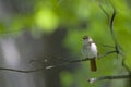 Common Nightingale perched in a tree singing loud in a city park in Berlin Germany. Royalty Free Stock Photo