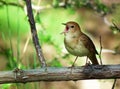 Singing nightingale bird on tree Royalty Free Stock Photo