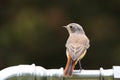 Common nightingale or simply nightingale Luscinia megarhynchos songbird sitting perched singing on metal water pipe