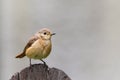 Common nightingale or simply nightingale Luscinia megarhynchos songbird sitting singing on wooden plank