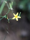 Common nipplewort (Lapsana communis) Royalty Free Stock Photo