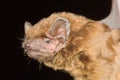The common noctule bat (Nyctalus noctula) head detail Royalty Free Stock Photo