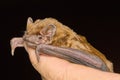 The common noctule bat (Nyctalus noctula) head detail on the hand of man Royalty Free Stock Photo