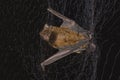 The common noctule bat (Nyctalus noctula) in the net trap for bats Royalty Free Stock Photo