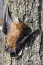 Common Noctule (Nyctalus noctula) Royalty Free Stock Photo