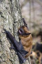 Bat on tree Royalty Free Stock Photo