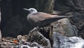 Common noddy on a rock