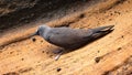 Common noddy on a rock