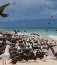 Common Noddy on Michaelmas Cay