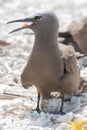 Common Noddy on Michaelmas Cay