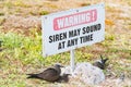 Common noddy nesting against lump of coral and under warning sign