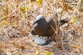 Common noddy with one large egg in ground nest