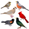 Common North American birds sitting