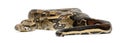 Common Northern Boa, Boa constrictor imperator Royalty Free Stock Photo