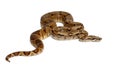 Common Northern Boa, Boa constrictor imperator