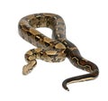 Common Northern Boa, Boa constrictor imperator Royalty Free Stock Photo