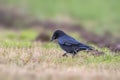 A common northern raven is looking for food in a meadow