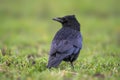 A common northern raven is looking for food in a meadow