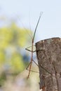 Common or Northern Walking Stick Royalty Free Stock Photo