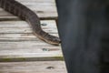 A common northern water snake rests on a pier by a lake.