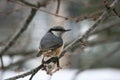 Common nuthatch (Sitta europaea) bird perched on a snow-covered branch Royalty Free Stock Photo