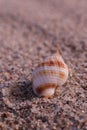A Common Nutmeg Seashell on the beach of the Atlantic Ocean at Emerald Isle, NC