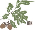 Common oak in color drawing vector illustration