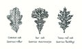 Common oak, Bur oak Quercus macrocarpa and Texas Red Oak  Quercus buckleyi leaf. Ink black and white doodle drawing Royalty Free Stock Photo