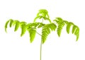 Common Oak Fern Royalty Free Stock Photo